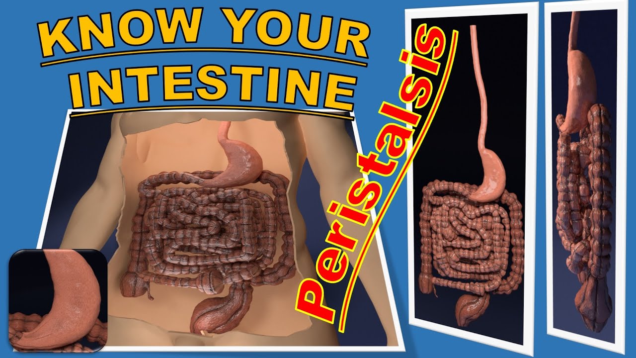 Intestine animated model 3D Model