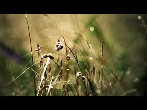 Yao Si Ting  - DOWN BY THE SALLY GARDENS  FLAC AUDIOPHILE 24BIT 48KHz