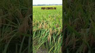 Download lagu Padi Cibatu 06 #shorts mp3 Download lagu Padi Cibatu 06 #shorts mp3