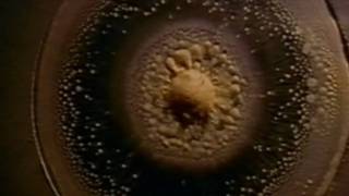 Cymatics, Fractals, and The Spirit Molecule (HD)
