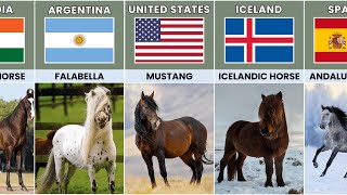 Horse Breeds From Different Countries