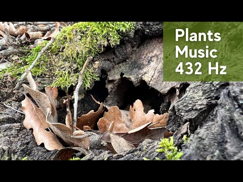 Music for Plants | 432 Hz Frequency Music for Stimulate Plants Growth