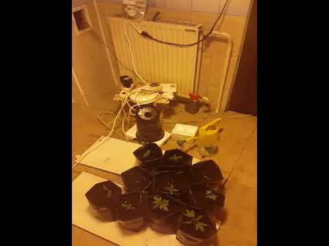 Medical Cannabis Narkush