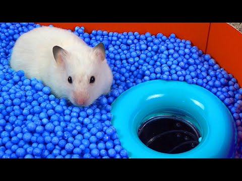 🐹 World's Largest Hamster Maze -Obstacle course!