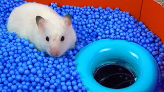 🐹 World&#39;s Largest Hamster Maze -Obstacle course!