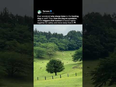 This Dog Controls Hundreds of Sheep 🐕