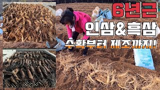 튼실한 6년근 인삼!! 수확부터 흑삼 제조과정까지!! 인삼을 저렴한가격에 설 명절 선물 하세요!!