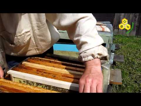 Развитие отводка в течении сезона 2013(май)