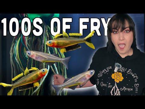 Blue Eye Forktail Breeding: Easy and Addictive!