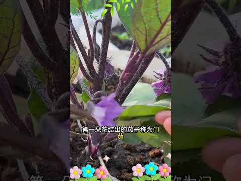 茄子正確管理#茄子種植 #種植小技巧 #三農 #茄子種植管理技術 #助農
