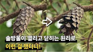 식물의 지혜에 감탄한다.. | #다큐프라임