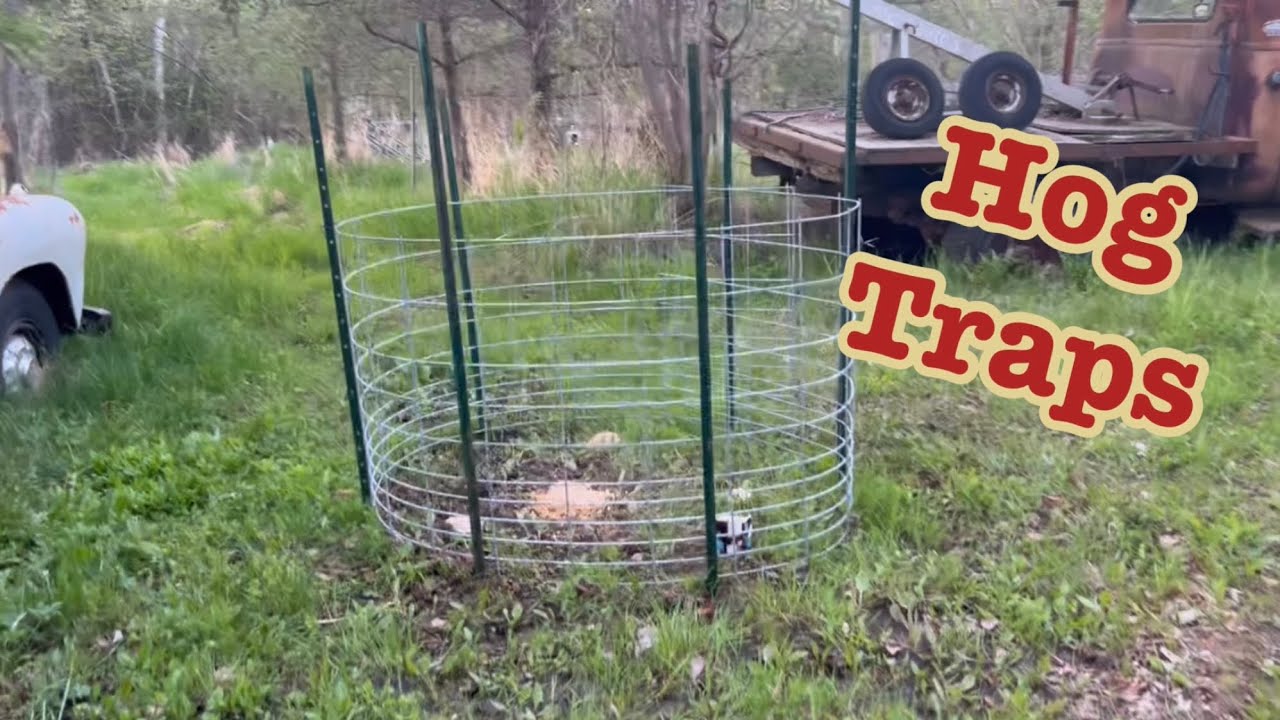 Piglets update , hogs traps set up