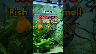 How To Get Rid Of Fish Tank Smell