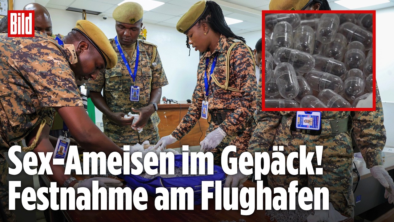 SCHMUGGEL AUFGEDECKT: Tausende seltene Ameisen am Flughafen Nairobi entdeckt