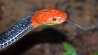 preview picture of video 'Beautiful Rare Venomous Snake - Second Most Venomous & Deadly in Thailand'