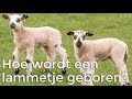 Hoe wordt een lammetje geboren?  | Het Klokhuis