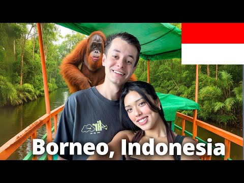 Living on a Jungle Boat with Wild Indonesian Orangutans 🇮🇩 (KALIMANTAN)