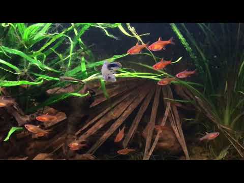 Apistogramma Panduro, guarding eggs or fry