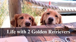 Life with Two Goldens | slow weekends with two golden retrievers
