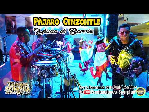 Pájaro Cenzontle 🐦 Kumbia Berraka en Vivo 🎙️ Música de Barrios 🕺💃