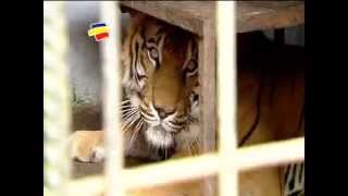 preview picture of video 'Caracol y Bancolombia más cerca en el Zoologico de Santacruz'