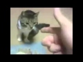 Animals are AWESOME - Bang Bang Compilation ...