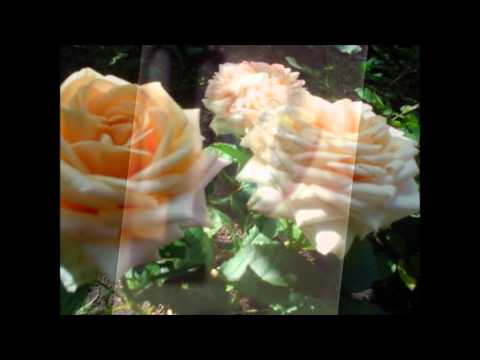 Olavi Virta- Carmen Sylva