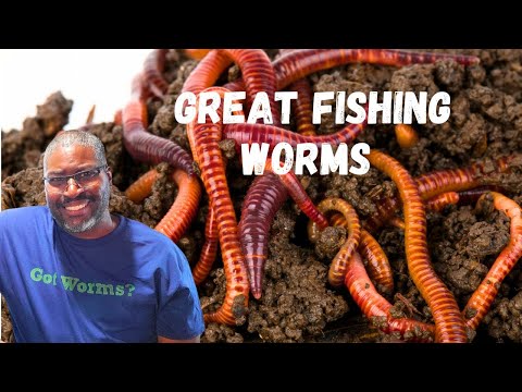 THESE ARE GOOD BAIT WORMS For Fishing