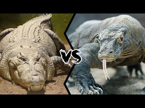 CROCODILO LUTA CONTRA DRAGÃO DE KOMODO