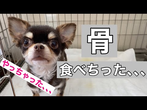 犬の胃は骨を消化しますか?