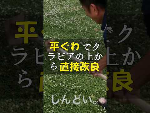 トップ 3 グランド カバー ローマン カモミール 2023