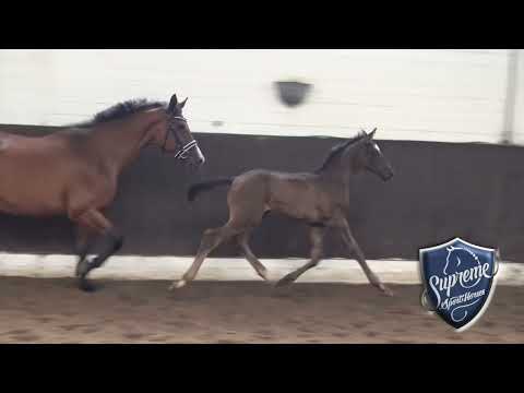 2023 Dressage Colt by Bloomingdale (Belantis) x Friedensfürst x Calypso II