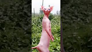 Billu ka video#shorts #ytshorts #youtubeshorts #shortfeed #funny