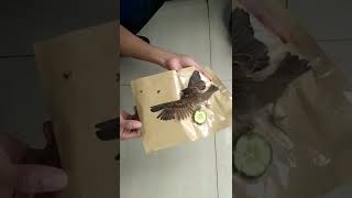 Download lagu lagi viral kejebak burung gereja😱😱 mp3