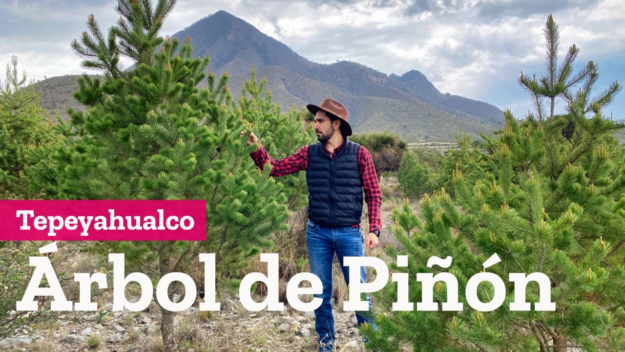 El árbol de piñón en Tepeyahualco Puebla