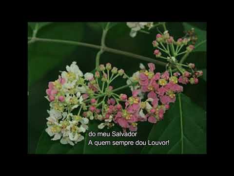 Hino #02-Mestre Caiano