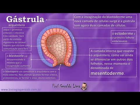 Gastrulação