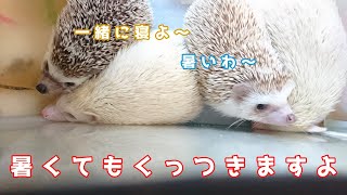 我が子(ハリネズミ)達にCesar絹ささみあげてみたゼットン！！
