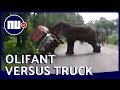 Opgejaagde olifant duwt truck omver in India | NU.nl