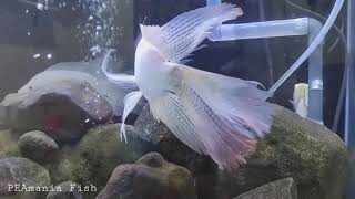 Download lagu ikan nila slayer leuqistiq yang indah - ikan hias air tawar mp3