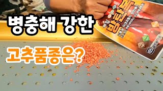 병충해 강한 고추씨 파종은?