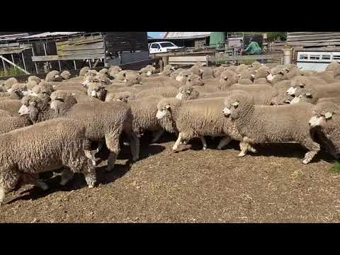 178 CORRIEDALE EWES