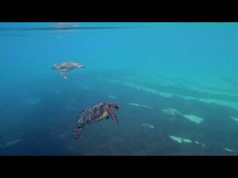 The Galapagos Islands Undersea: National Geographic Shining a Light on Conservationism