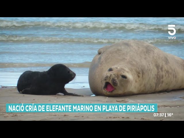 Histórico: nace por primera vez una cría de elefante marino en Piriápolis