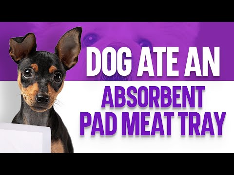 My Dog Ate An Absorbent Pad Meat Tray - What Should I Do