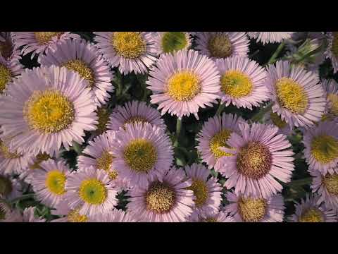 Wildflowers in Bournemouth