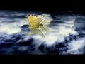 NINOX TELEVISION New Zealand 1995 2010
