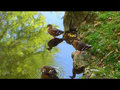 My Homeland - Slovenia