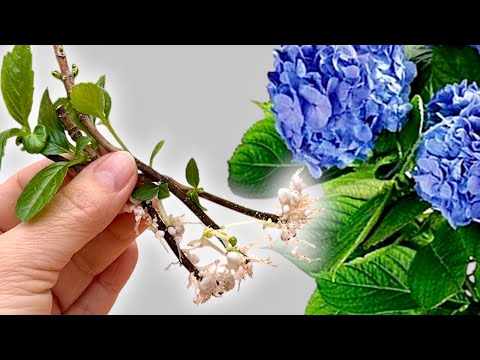 Wish I Knew This Sooner: 7 Small Secrets for Successful Hydrangea Propagation and Care 🌿