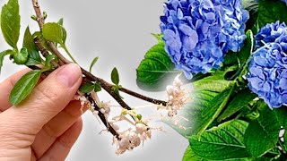 Wish I Knew This Sooner: 7 Small Secrets for Successful Hydrangea Propagation and Care 🌿